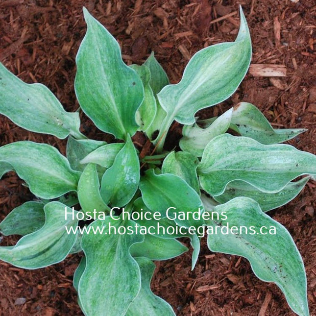 "Hosta 'Vermont Frost' displaying late season colouring along with misting and minimal streaking."