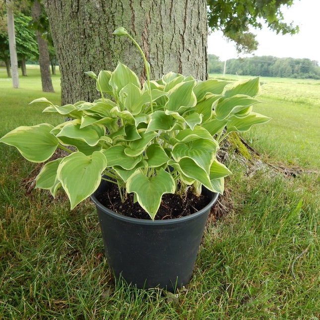 "A potted hosta 'Veronica Lake' diplaying its varigated, heart-shaped leaves ."