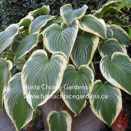"Hosta 'Victory' displaying giant variegated leaves on a mature specimen in a garden setting."