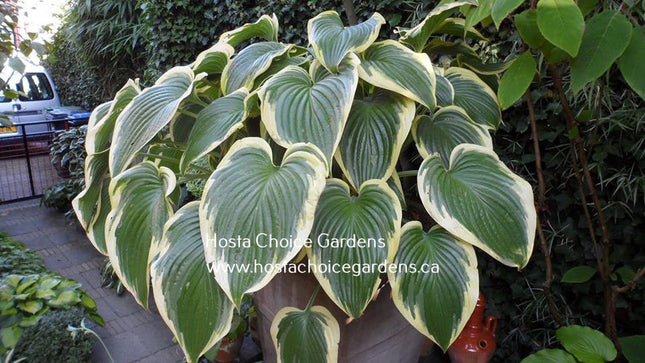 "Hosta 'Victory' displaying giant variegated leaves on a mature specimen in a garden setting."