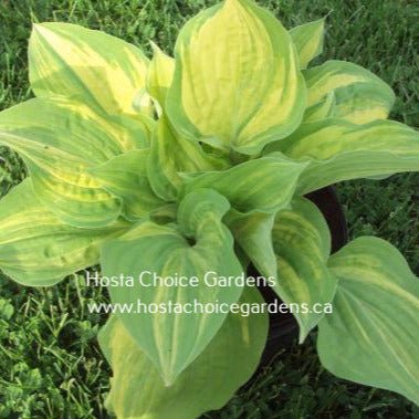 "Hosta 'Vivacious' displaying its splendid streaked leaves in early summer."
