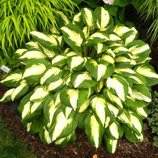 "Hosta 'Vulcan' displaying its beautiful variegated foliage and tight mounded form.