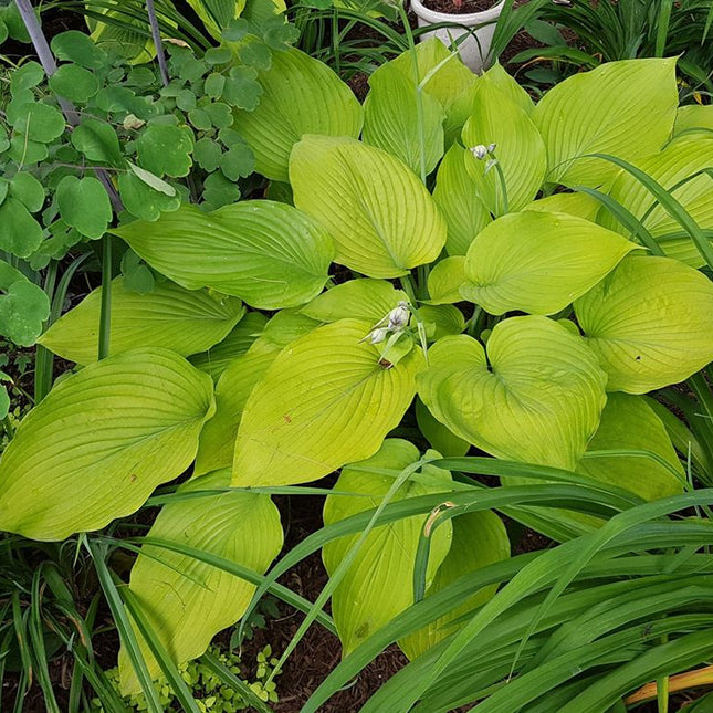 "Hosta 'Waiting in Vein' displaying its early season colouring of bright chartreuse. Mid-summer colouring is a striking gold."