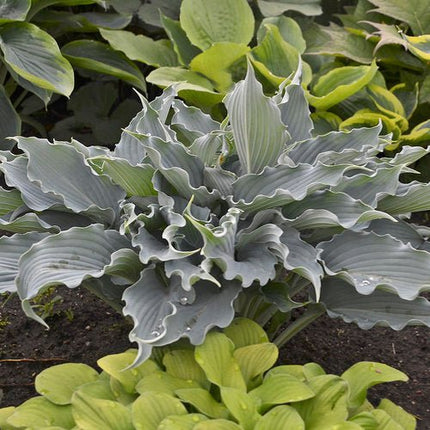 "Hosta 'Waterslide' displaying its beautiful ruffled blue leaves in a garden setting."