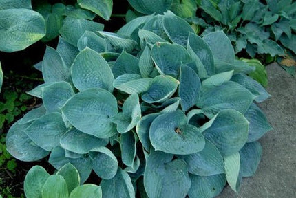 "Hosta 'Waukon Water' displaying its beautiful blue foliage and dense mound structure.