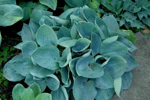 "Hosta 'Waukon Water' displaying its beautiful blue foliage and dense mound structure.