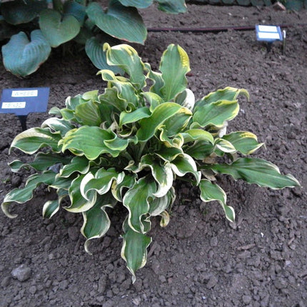 "Hosta 'Wheee!' displaying its wonderful variegated foliage in a garden setting."