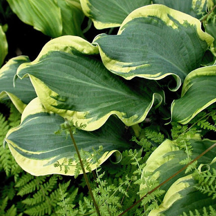 "Hosta 'Wheee!' displaying a close-up of its green leaf centre and ruffled cream-coloured margin."
