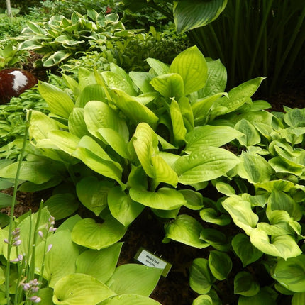 "Hosta 'Whiskey Sour' displaying its bright chartreuse colouring in early summer."