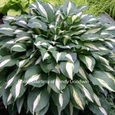 "Hosta 'White Bikini' showing its beautiful and sexy figure in a mature garden setting."