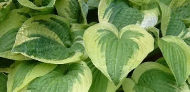 "Hosta 'Wide Brim' is a wonderful addition to the garden displaying dark green centres and a buttery yellow margins."