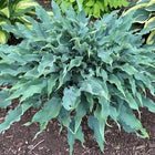 Hosta 'Wild Imagination' | Blue, Rippled, Twisted, Hans Hansen, Shade Garden - Hosta Choice Gardens