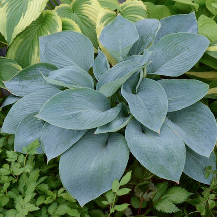 "Hosta 'Wishing Well' displaying its rich blue coloured foliage in a garden setting."