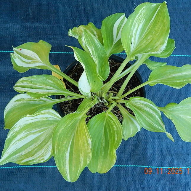 "Hosta 'Wonderful Life' diplaying heavily streaked leaves."