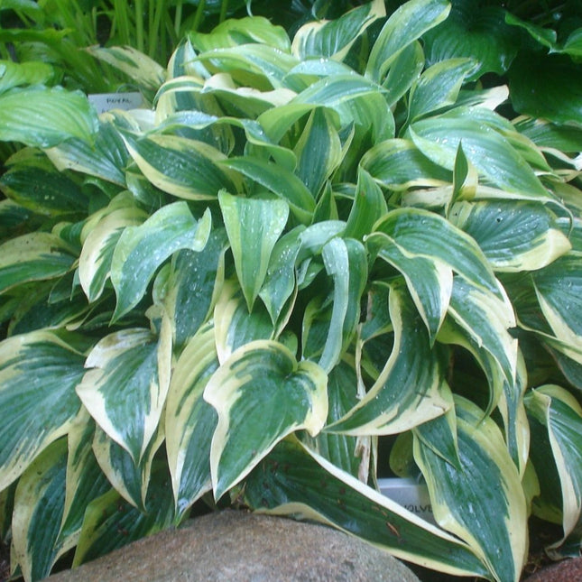 "Hosta 'Wolverine' commands attention with its blue-green, wavy leaves bordered by wide gold margins."