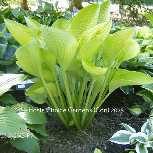 Hosta 'World Cup' looking splendid in early spring, showcasing its wonderful cupping, corrugation, and vibrant chartreuse colour.