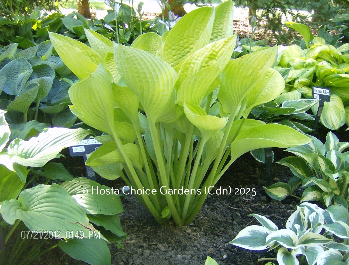 Early Spring Hosta Hosta 'World Cup' | Stunning Gold Leaves, Upright Growth, Purple Bloom ...
