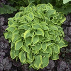 Hosta 'Wrinkle in Time' displays its tight clump structure and lightly twisted, variegated leaves.