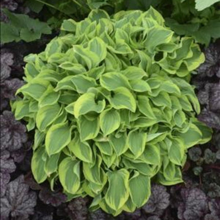 Hosta 'Wrinkle in Time' displays its tight clump structure and lightly twisted, variegated leaves.