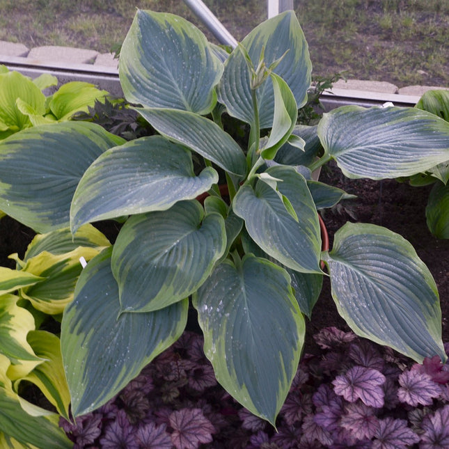 "Hosta 'Wu-La-La' displayed in a garden setting and highlighting its blue-green centre and apple green margin."