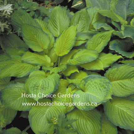 "Hosta 'Yesterday's Memories' with chartreuse-gold centers and dark-green, rippled margins."