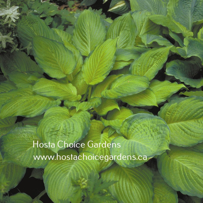 "Hosta 'Yesterday's Memories' with chartreuse-gold centers and dark-green, rippled margins."
