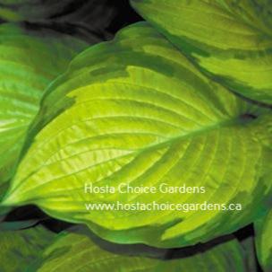 "A 'Hosta 'Yesterday's Memories' leaf, showcasing its beautiful variegation."