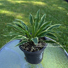 Hosta 'Yippee' showcasing its delicate, lace-like leaves with a dark green center and an off-white, rippled margin.