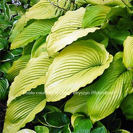 "Hosta 'Yosemite Valley' displaying yellow leaves with pronounced veins and rippled margins."