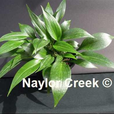 Hosta 'Zorro' displayed in a pot, showcasing its dark green colouring and glossy finish.