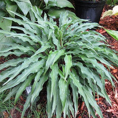 Hosta 'Zucchini Fries' displayed in a garden setting, showcasing its wavy, lance-shaped leaves and bluish-green colour.