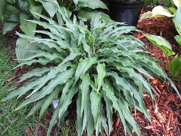 Hosta 'Zucchini Fries' displayed in a garden setting, showcasing its wavy, lance-shaped leaves and bluish-green colour.