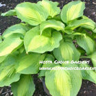 Hosta 'Beyond Glory' — wide dark green margins with chartreuse-to-gold centre, grown at Hosta Choice Gardens, Bécancour, QC