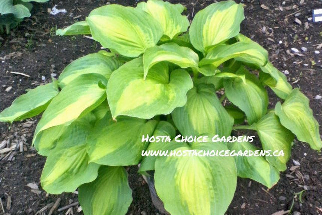 Hosta 'Beyond Glory' — wide dark green margins with chartreuse-to-gold centre, grown at Hosta Choice Gardens, Bécancour, QC
