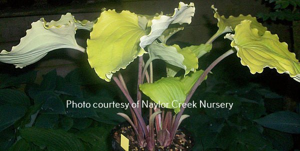 "Hosta 'Valley's Lemon Squash' displaying its rippled yellow leaves that are perched on beautiful reds stems."