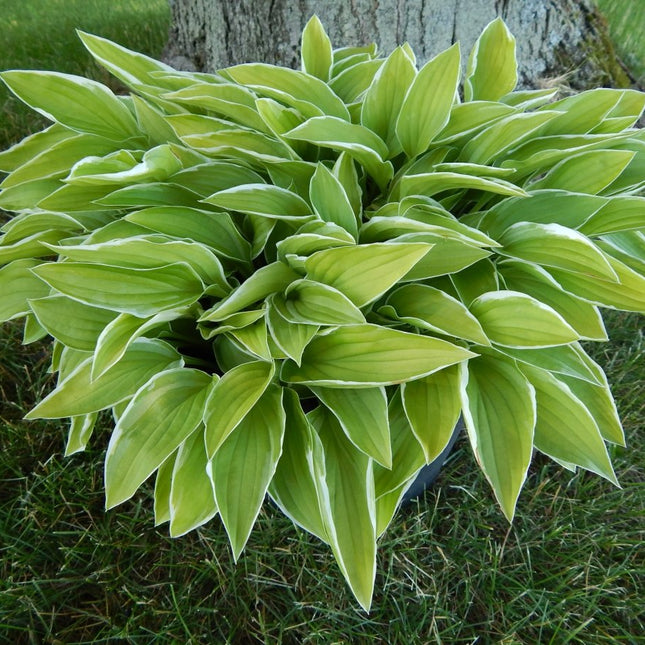 Iced Lemon - Hosta Choice Gardens