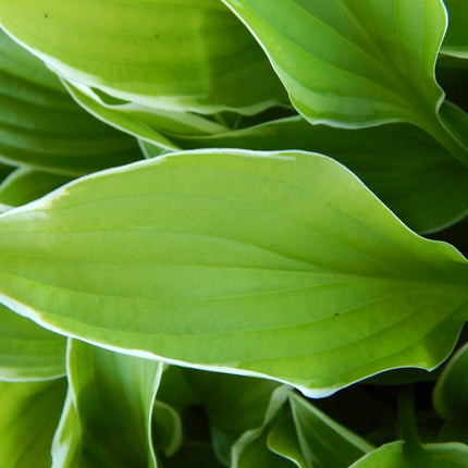 Iced Lemon - Hosta Choice Gardens