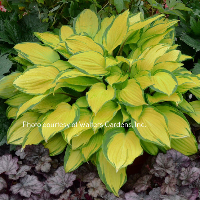 Island Breeze (12"x18") PP27,151 - Hosta Choice Gardens - Becancour, QC