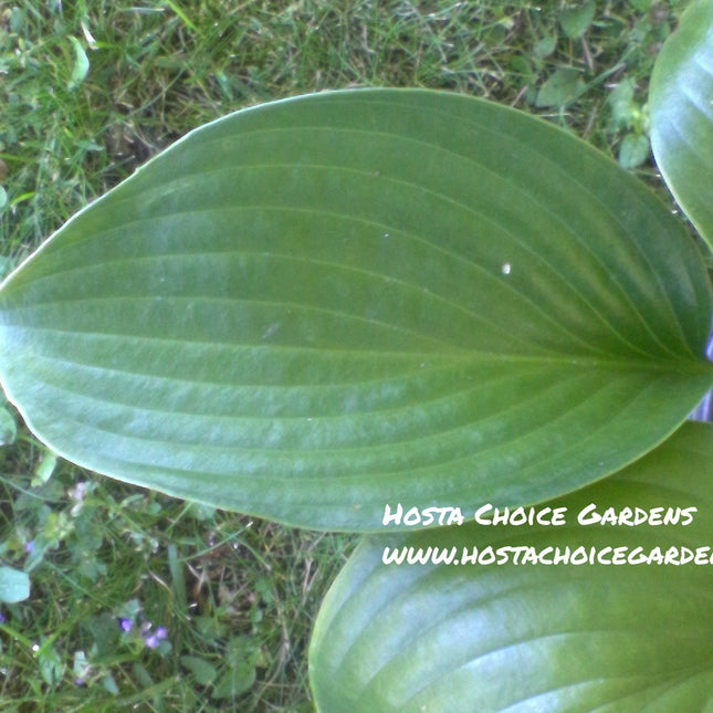 Joseph (20"x46") - Hosta Choice Gardens - Becancour, QC