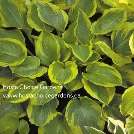 Key Lime Pie (18"x44") - Hosta Choice Gardens - Becancour, QC