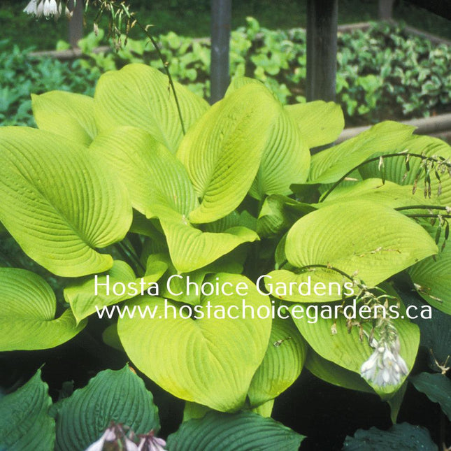 Key West (28"x88") - Hosta Choice Gardens - Becancour, QC