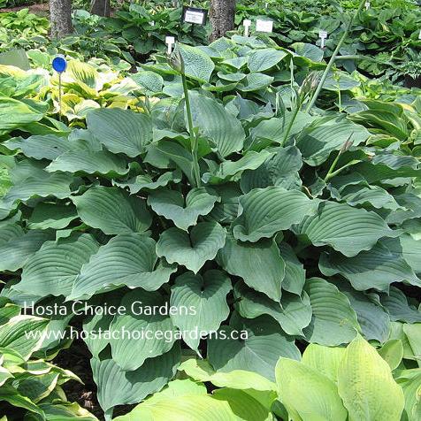 Komodo Dragon (30"x84") - Hosta Choice Gardens - Becancour, QC