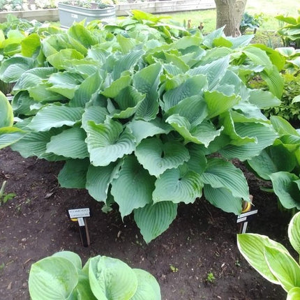 Hosta 'Komodo Dragon' in the Hosta Choice display gardens showing its beautiful frosty blue colouring and deep veining.