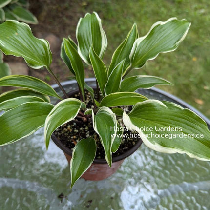 Lady Luck (15"H) - Hosta Choice Gardens - Becancour, QC