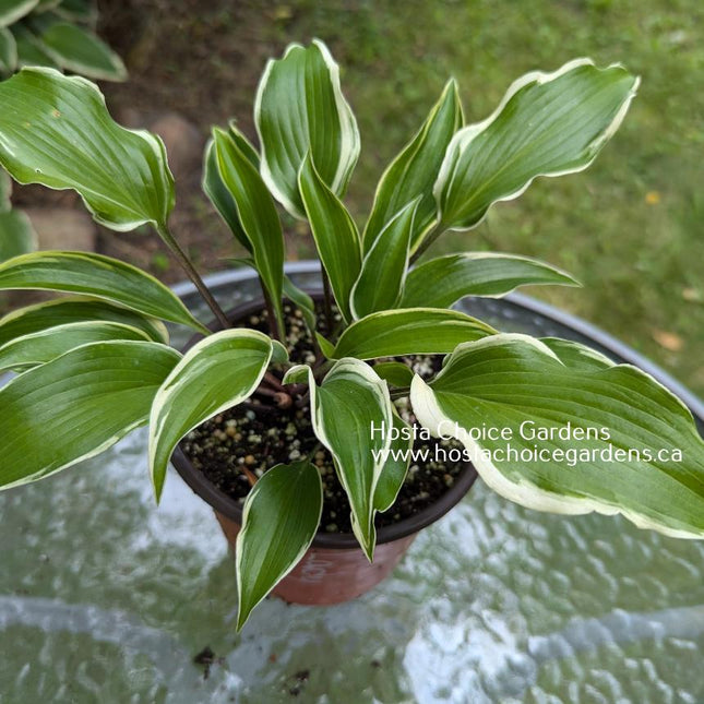 Lady Luck (15"H) - Hosta Choice Gardens - Becancour, QC