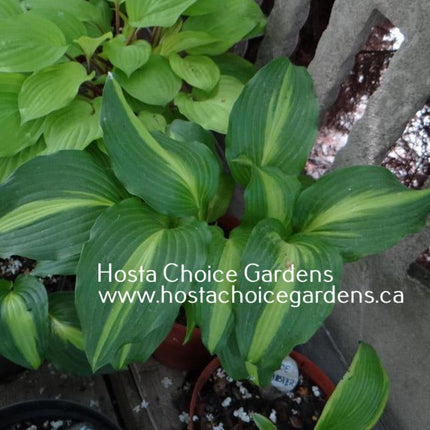Lakeside Dividing Line (16"x27") - Hosta Choice Gardens - Becancour, QC
