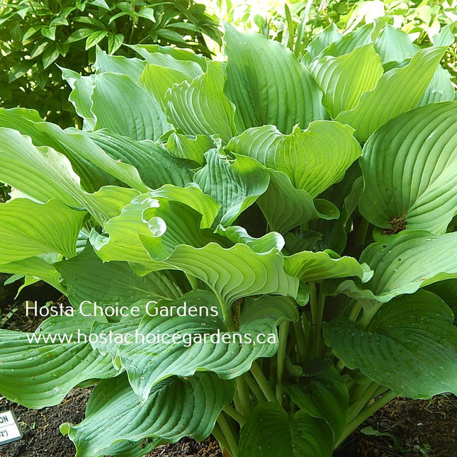 Lakeside Surf Rider O/S (38"x72") - Hosta Choice Gardens - Becancour, QC