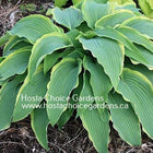 Hosta 'Landslide' is displayed in a garden setting and features long glaucous light-green leaves with a creamy yellow edge.