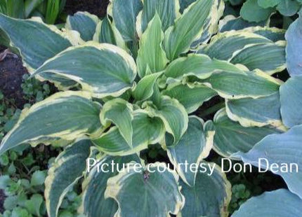 Leather and Lace (11"x28") - Hosta Choice Gardens - Becancour, QC