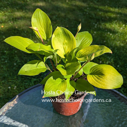 Lemontini (7"x18") - Hosta Choice Gardens - Becancour, QC